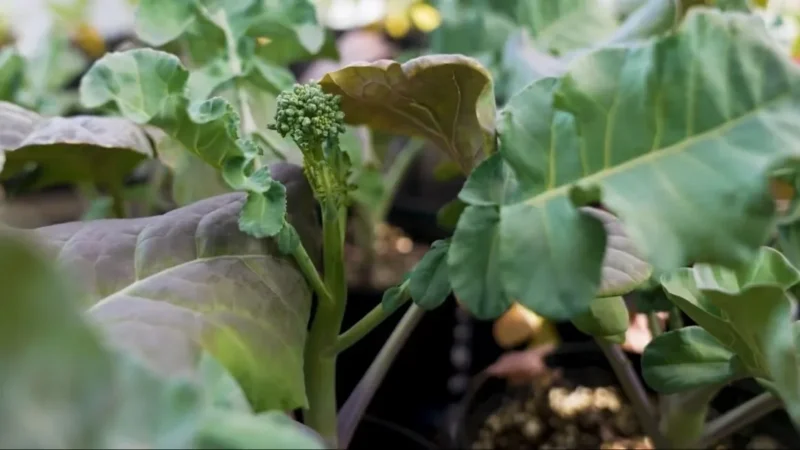 IA pode melhorar cultivos e proteger agricultores de crise climática