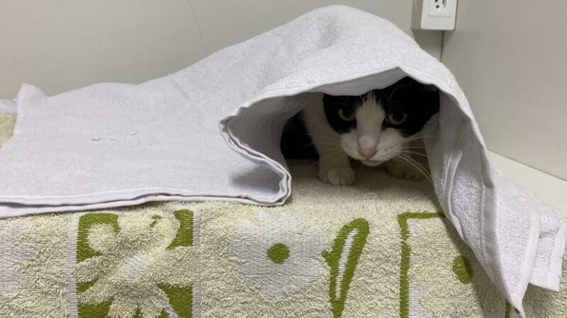 Outubro Rosa Pet: Campanha de castração reforça prevenção e cuidado especial com as gatinhas em Manaus