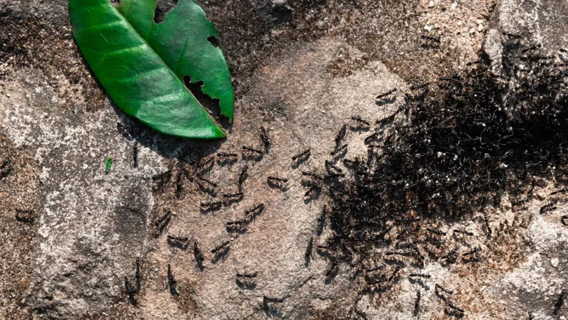 Entenda como formigas conseguem carregar até 50 vezes o próprio peso