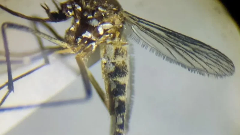 Variante pálida do Aedes aegypti é encontrada pela 1ª vez na Amazônia