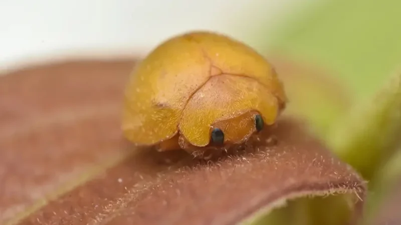 Mini fofura! Nova espécie de joaninha é descoberta nas dunas da Bahia