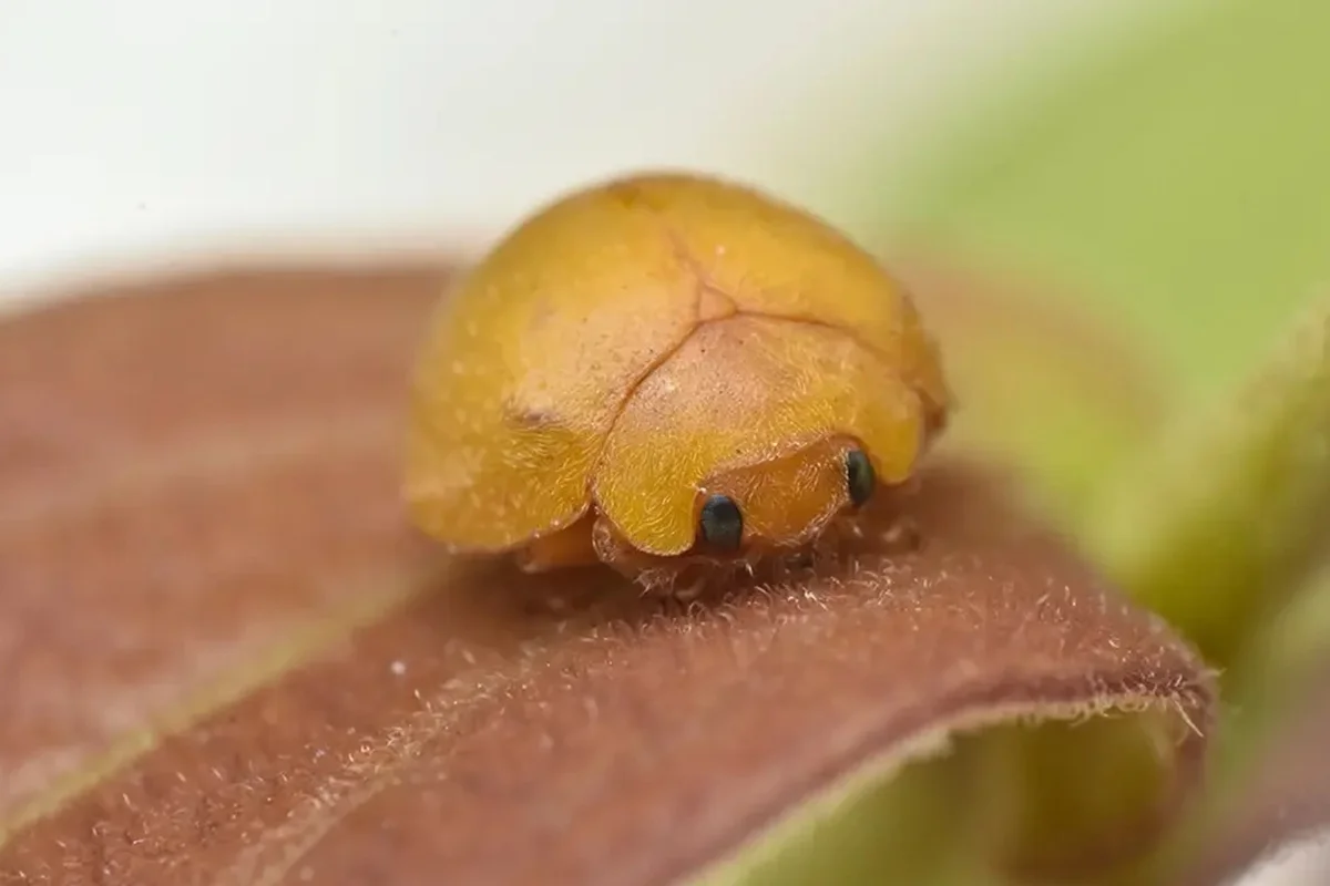 Mini fofura! Nova espécie de joaninha é descoberta nas dunas da Bahia