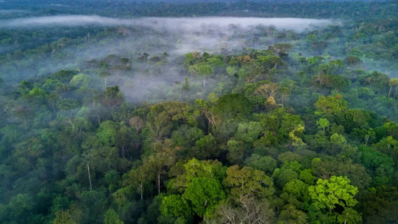 38% da Floresta Amazônica pode sumir até o final do século, diz estudo