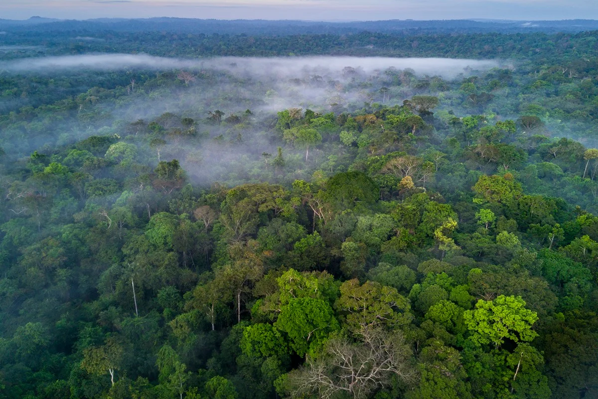 38% da Floresta Amazônica pode sumir até o final do século, diz estudo
