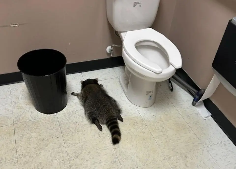 Guaxinim embriagado vandaliza loja de bebidas e desmaia na casa de banho