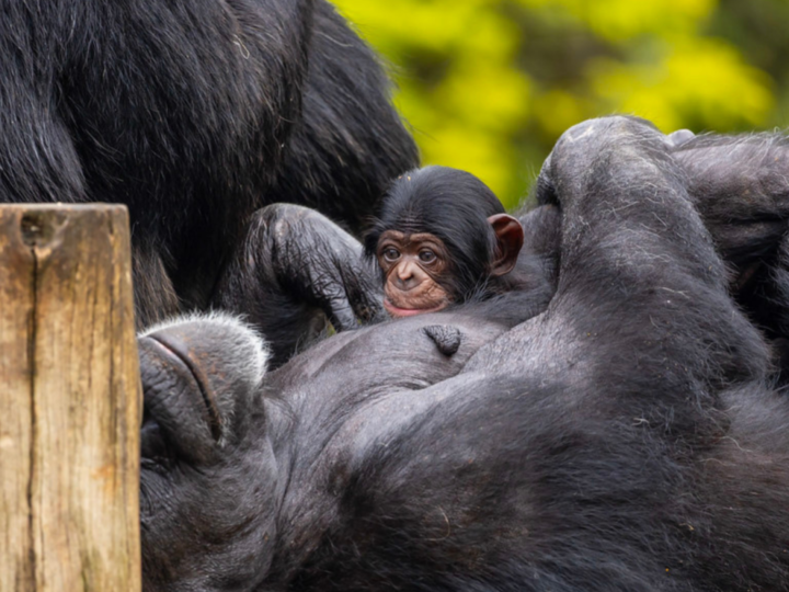 Público pode escolher o nome do novo chimpanzé do Zoo de SP; saiba como