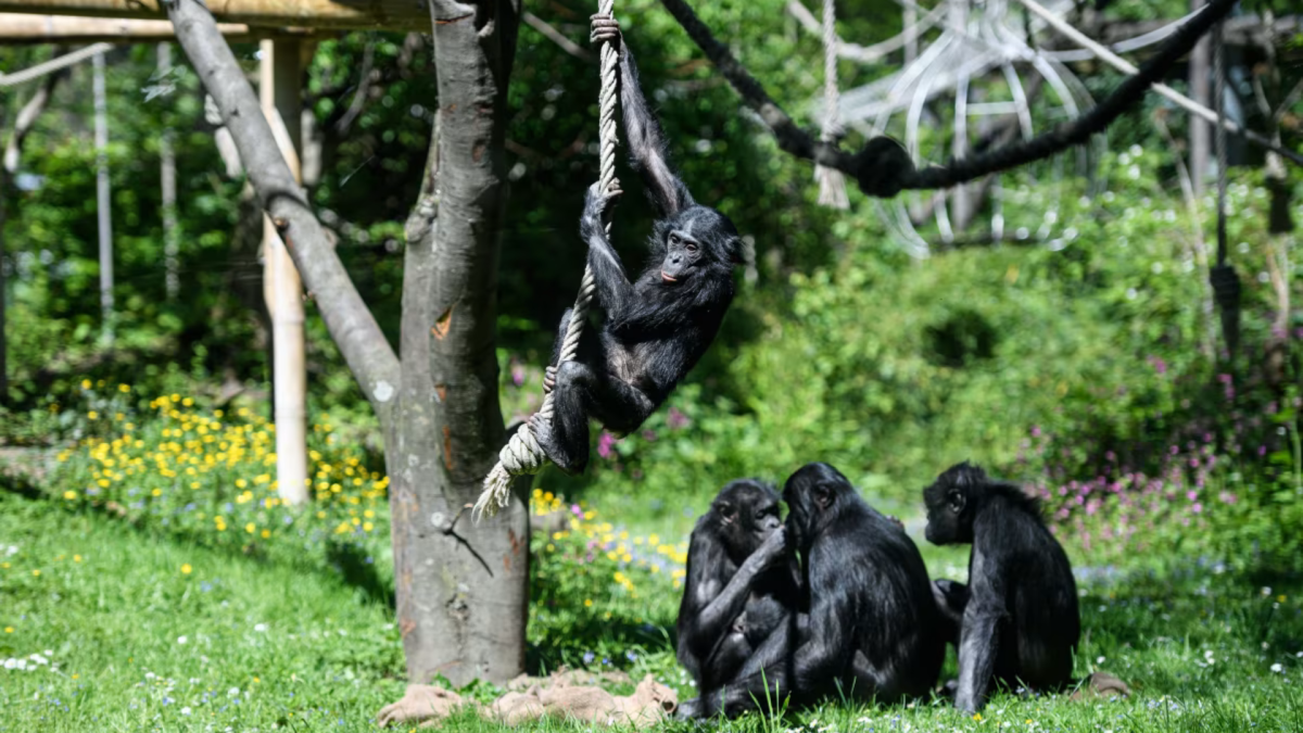 Bonobos são capazes de brincar de faz de conta, assim como crianças humanas
