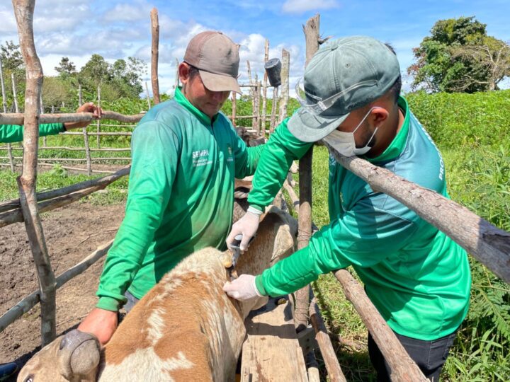 Prefeitura de Barreirinha inicia programa inédito para proteger rebanho e fortalecer pequenos pecuaristas