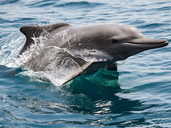 Vida subaquática é ameaçada à medida que guerra com o Irã se prolonga