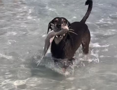 Cachorro pescador rouba a cena em praia turística no Nordeste; VEJA
