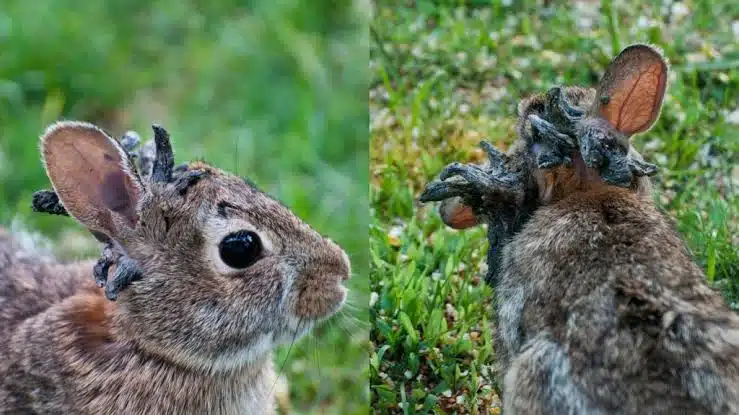 Coelhos com tentáculos na cabeça voltam a aparecer e autoridades fazem alerta