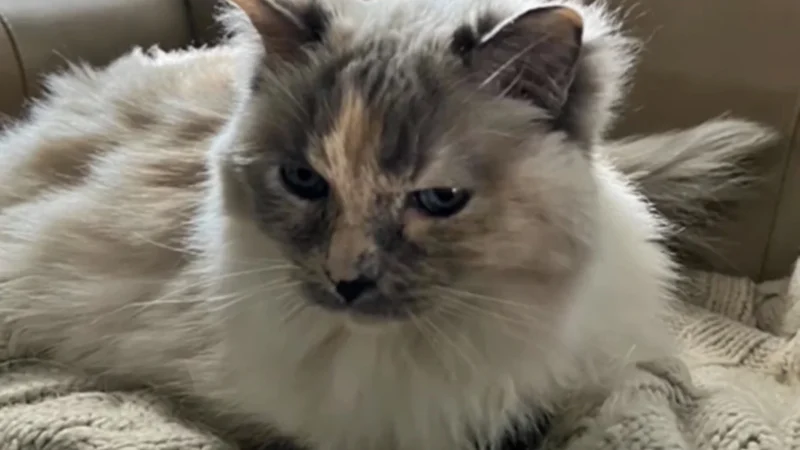 Família descobre que gata está viva 18 meses após levá-la para a eutanásia