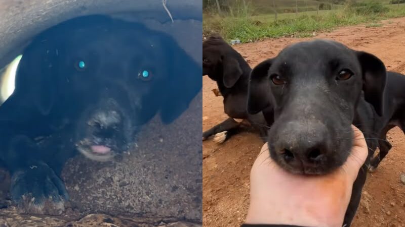 Veterinária ouve choro dentro de cano, salva filhote e a mãe dele aparece; vídeo