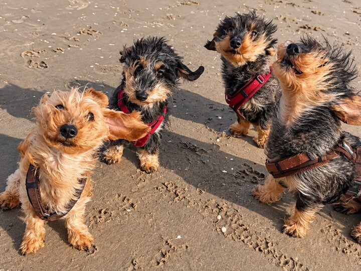 Cachorrinhos vão à praia, vento bagunça os pelos e fotos ficam hilárias; veja
