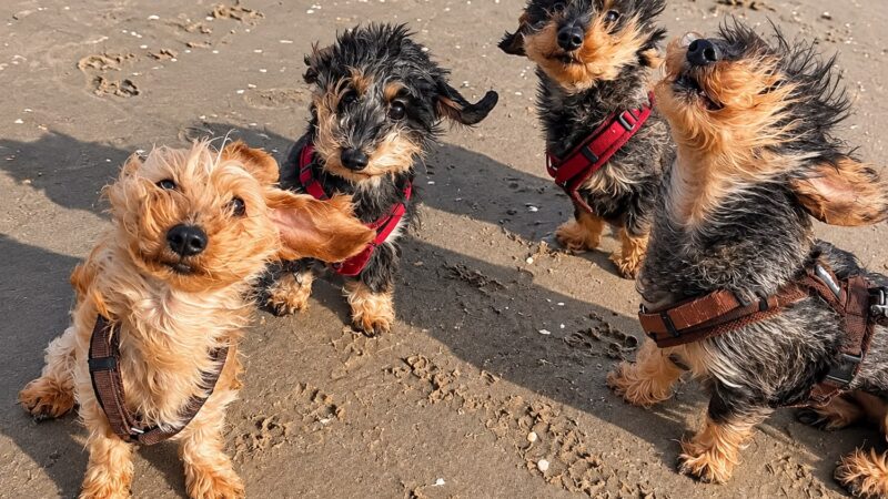 Cachorrinhos vão à praia, vento bagunça os pelos e fotos ficam hilárias; veja