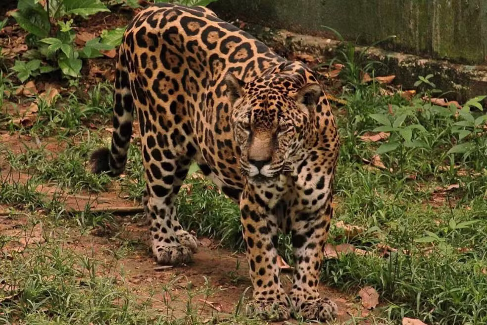 Onça Guardião foi resgatada após perder a mãe para caça ilegal antes de conquistar recorde mundial de longevidade