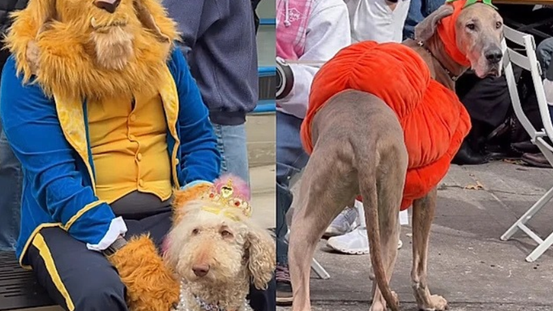 Cães fantasiados de Halloween desfilam em Nova York e criatividade dos tutores surpreende; vídeo