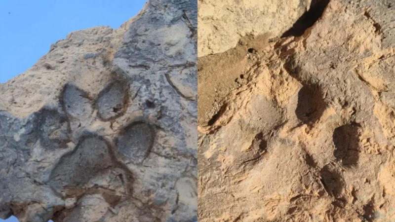 Tijolo de 3,7 mil anos com marca de pata de cachorro é achado na Turquia